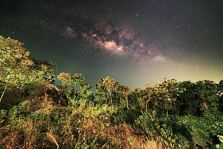 Der Bulge der Milchstraße vom thailändischen Dschungel aus: „Je südlicher in der Hemisphäre man ist, desto besser sieht man dieses Starcluster um ein supermassives schwarzes Loch herum.“