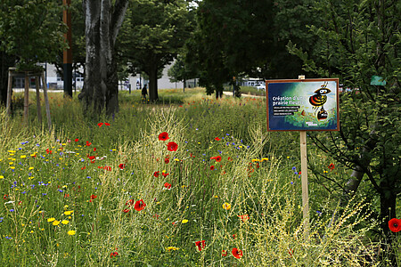 Schilder mit dem Hinweis, die Blumen den Bienen zu überlassen anstatt sie zu pflücken.