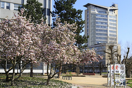 Die schönen Magnolienblüten haben im Mai bestimmt Ihre Augen erfreut.